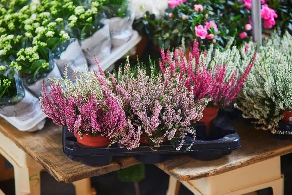 Heather Sprzedaż Lokalnym Rynku Kwiatów Paryż Francja — Zdjęcie stockowe