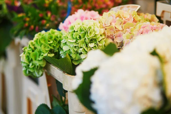 Hortensias Eladó Helyi Virágpiacon Párizsban Franciaországban — Stock Fotó