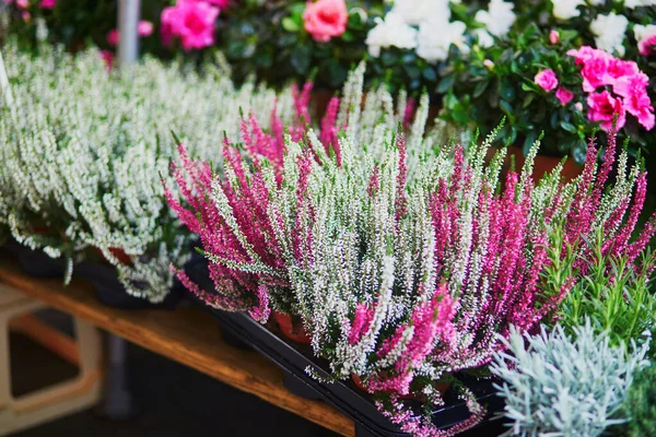 Heather Sale Local Flower Market Paris France — Stock fotografie