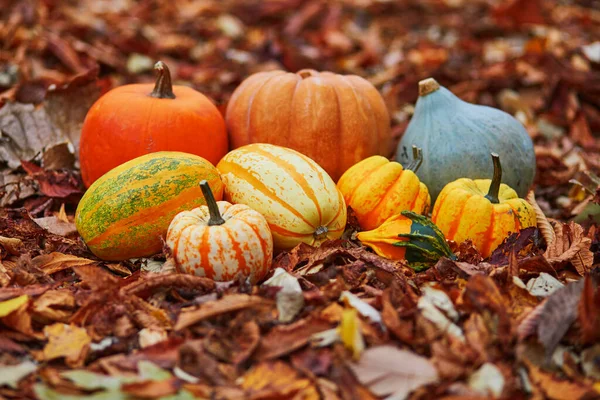 Variedade Abóboras Coloridas Deitadas Chão Folhas Caídas Outono Laranja Halloween — Fotografia de Stock