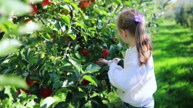 Gülümseyen 7 yaşındaki kız, güneşli bir sonbahar gününde meyve bahçesinde taze elma topluyor.
