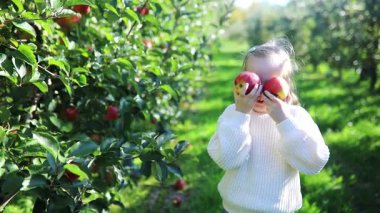 Gülümseyen 7 yaşındaki kız, güneşli bir sonbahar gününde meyve bahçesinde taze elma topluyor.
