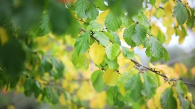Sonbaharın başlarında bir ağaç dalında canlı yeşil ve sarı yaprakların yakın çekimi. Rüzgarda sallanan yapraklar, yumuşak doğal ışıkta mevsimlerin barışçıl geçişini yakalıyor.