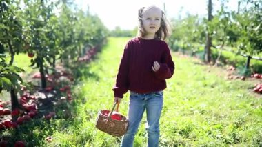 Sevimli anaokulu kızı bir sonbahar günü meyve bahçesinde ya da çiftlikte olgunlaşmış organik elmaları topluyor. Çocuklar için açık hava sonbahar aktiviteleri
