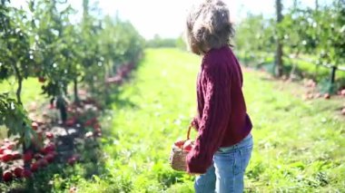 Sevimli anaokulu kızı bir sonbahar günü meyve bahçesinde ya da çiftlikte olgunlaşmış organik elmaları topluyor. Çocuklar için açık hava sonbahar aktiviteleri
