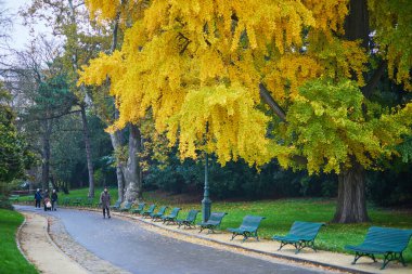 Sarı altın sonbahar yapraklı Ginkgo ağacı