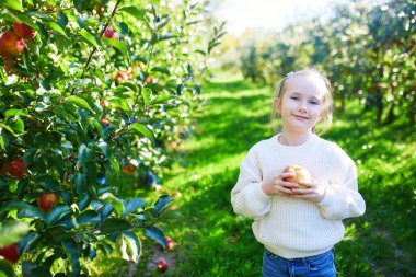 Genç kız yazın meyve bahçesindeki ağaçtan elma topluyor.