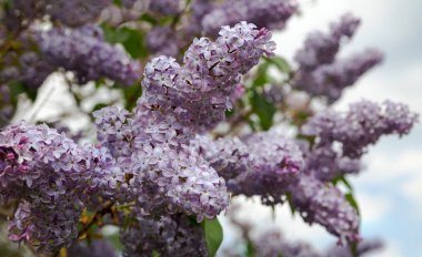 Bush bir bahçede büyüyen leylak.