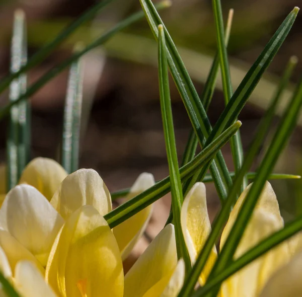 Gula Krokusar Blomman Bad Växer — Stockfoto