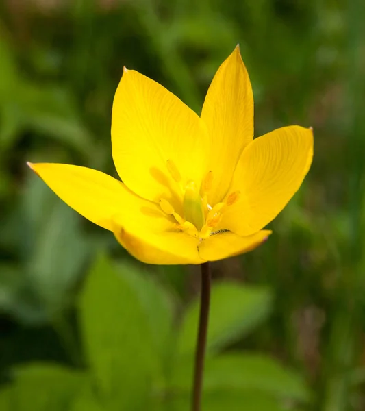 Wild Yellow Tulip Growing — Stock Photo, Image