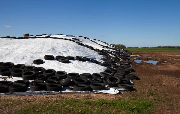 Aliments Ensilage Sur Champ Sous Polyéthylène Blanc — Photo