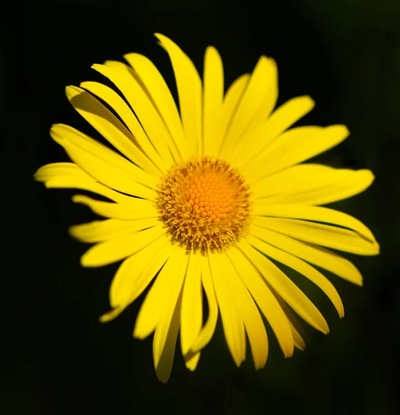 Natural Yellow Daisy Dark Surface — Stock Photo, Image