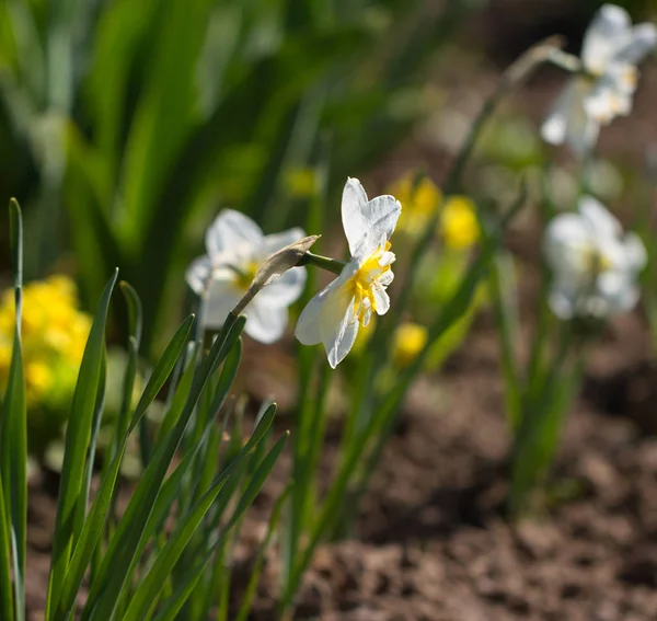 Växande Narcissus Blomma Dåligt — Stockfoto