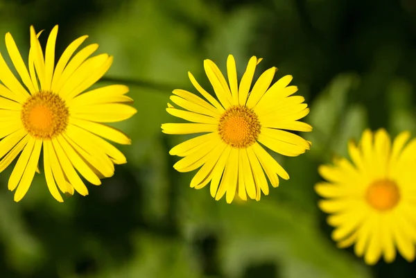 Marguerites Jaunes Naturelles Poussant Dans Une Fleur Mauvaise — Photo