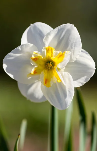 Växande Narciss Blomma Dåligt — Stockfoto