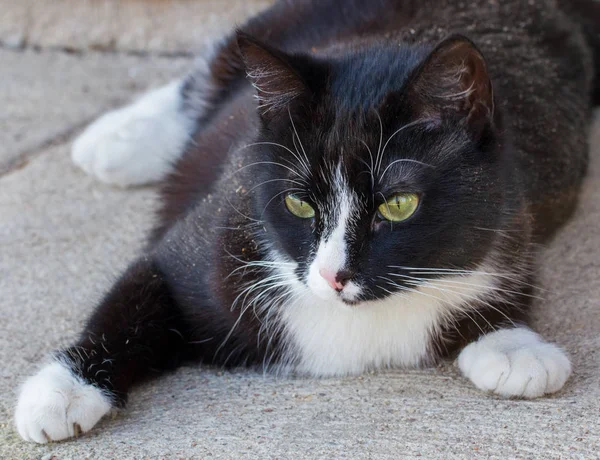 Beton 表面上の若い猫 — ストック写真