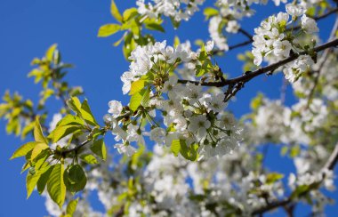 Blossms bahar zaman kiraz ağacı.