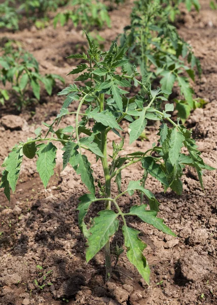 Las Plantas Tomate Invernadero Comienzan Crecer — Foto de Stock