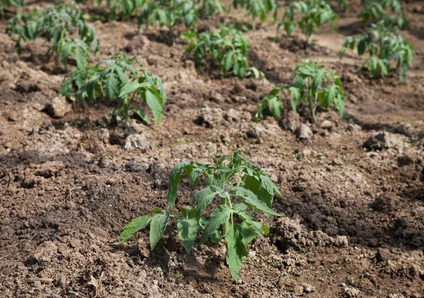 Tomatenplanten Kas Gaan Groeien — Stockfoto