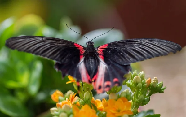 Butterfly Tropische Huis Een Bloem — Stockfoto