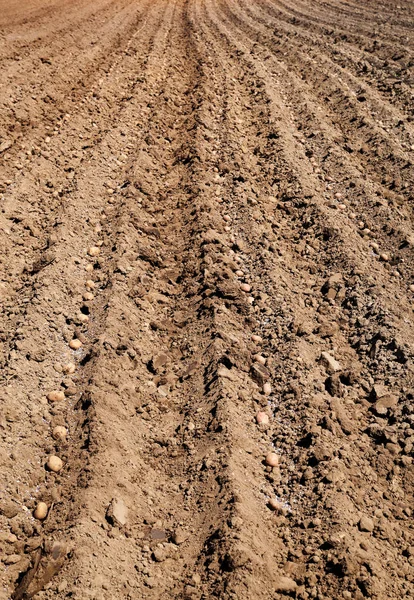 Tubercules Pommes Terre Plantant Dans Sol — Photo