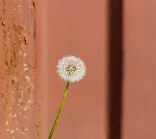 Creciente Diente León Sobre Fondo Metálico Oxidado — Foto de Stock