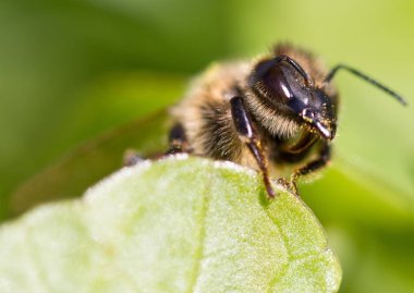 Arı üzerindeki yaprak Başkanı.