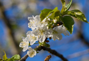 Orchard kiraz ağacı çiçeği.