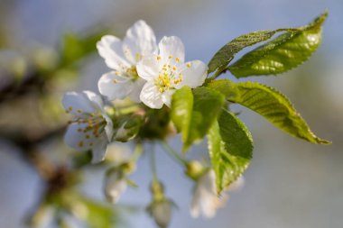 Orchard kiraz ağacı çiçeği.