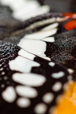 Ttexture yakın çekim kelebek kanatlarında.