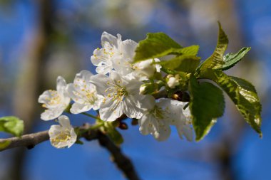 Orchard kiraz ağacı çiçeği.