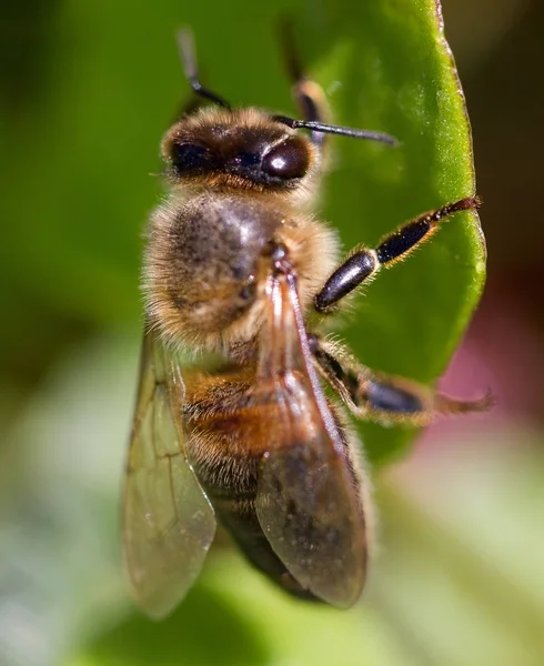 Пчела Зеленом Листе — стоковое фото
