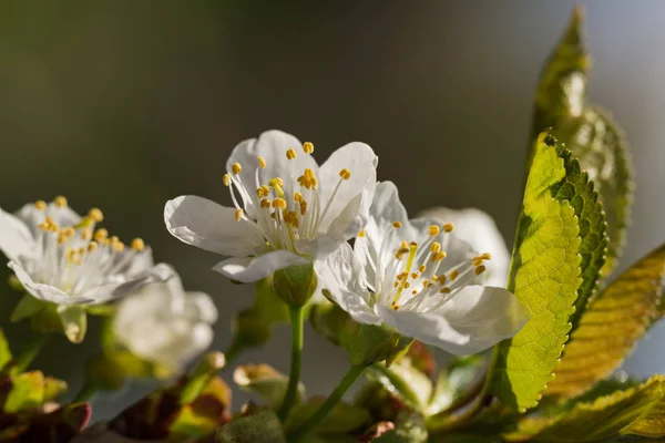 Flor Cerejeira Pomar — Fotografia de Stock