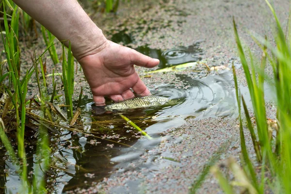 Mann Setzt Lebendigen Fisch Mit Algen See Frei — Stockfoto