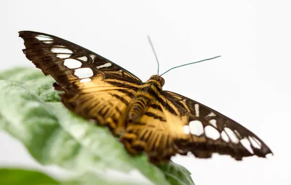 自然の中の大きな蝶のクローズ アップ — ストック写真