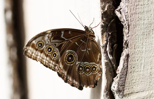 Nahaufnahme Eines Großen Schmetterlings Der Natur — Stockfoto