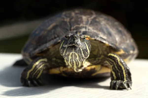 Grote Schildpad Het Grijze Oppervlak — Stockfoto