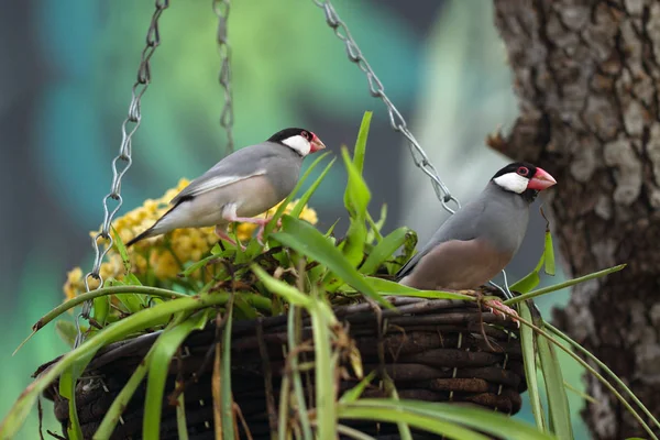 Zwei Vögel Sitzen Auf Einem Blumentopf Einem Garten — Stockfoto