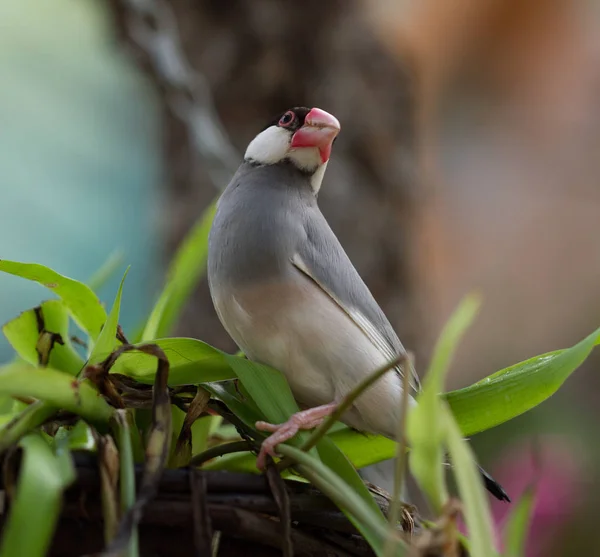 Bird Sitting Flower Pot Garden — Stock Photo, Image