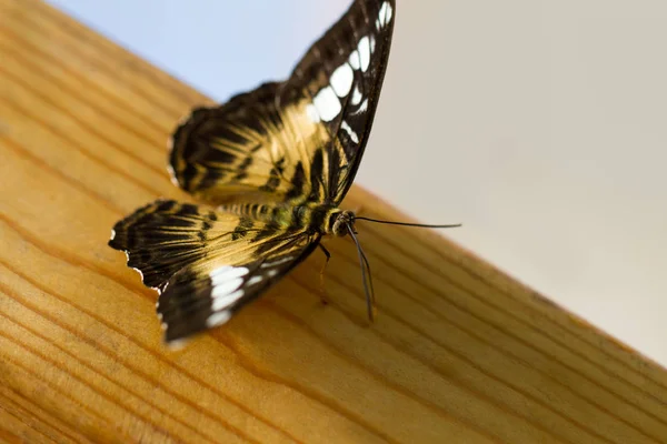 Nahaufnahme Eines Großen Schmetterlings Der Natur — Stockfoto