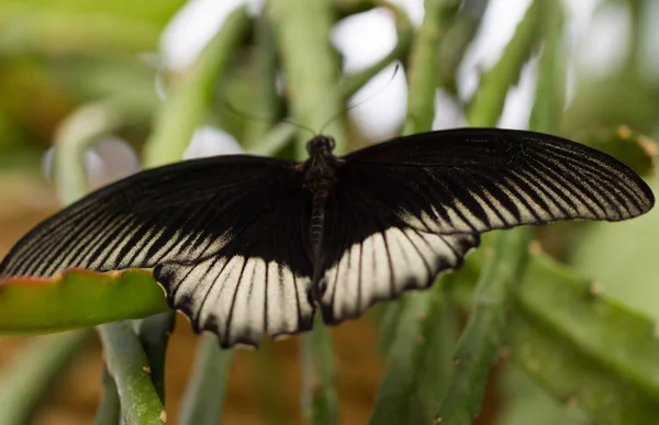 Closeup Borboleta Grande Natureza — Fotografia de Stock