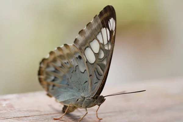 Closeup Borboleta Grande Natureza — Fotografia de Stock