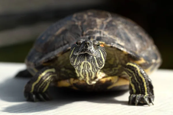 Grote Schildpad Het Grijze Oppervlak — Stockfoto