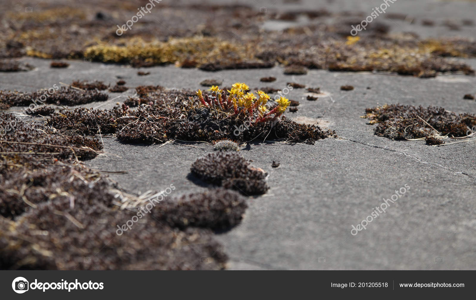 Fleurs Jaunes Autres Plantes Sont Développent Sur Route