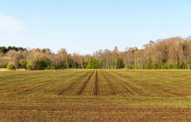 Erken ilkbaharda alanını göster.