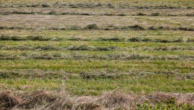Görünüm alanının yeni saman ile.