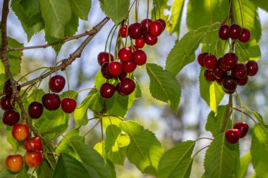 Kırmızı sulu kiraz bahçesinde ağaç üzerinde.