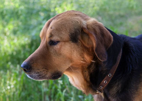 Viejo Perro Grande Cur Fuera —  Fotos de Stock