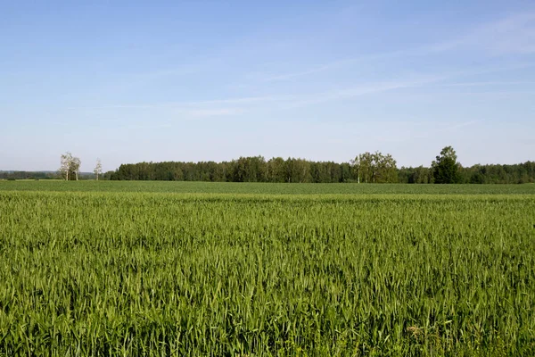 Зеленое Кукурузное Поле Летом — стоковое фото