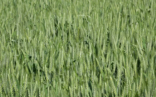 Campo Maíz Verde Verano — Foto de Stock